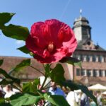 Langen Event 2
